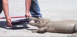 Illustration for article titled Here Is a Video of a Man Feeding a $100,000 Birkin Bag to an Alligator